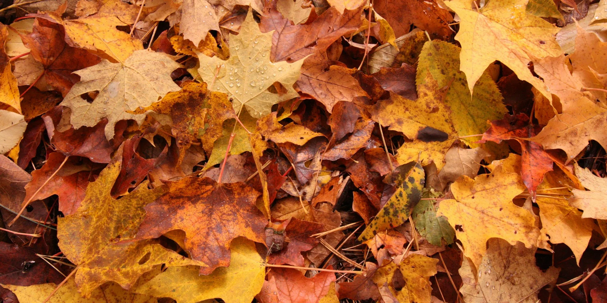 Free Mulch from Your Fall Yard Cleanup