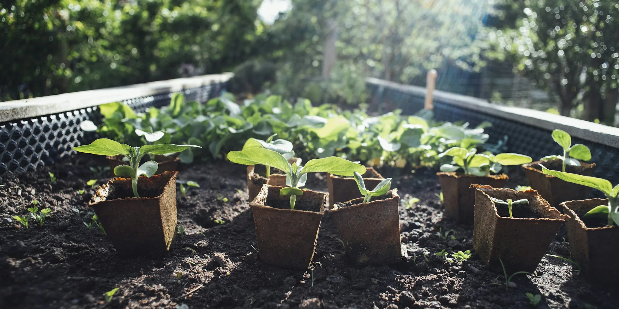 Mycorrhizal Fungi for Fall Planting: What Shoppers Need to Know
