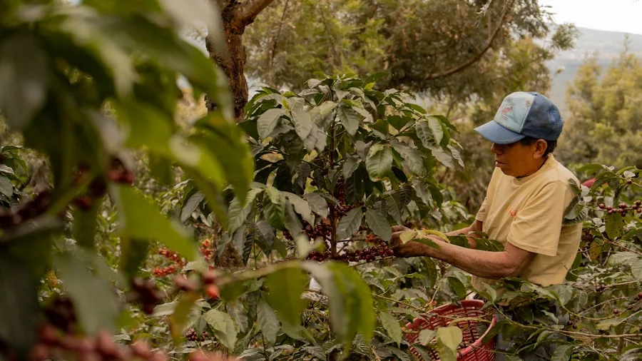 Farmer examining organic coffee plant leaves in lush farm field during quality inspection process