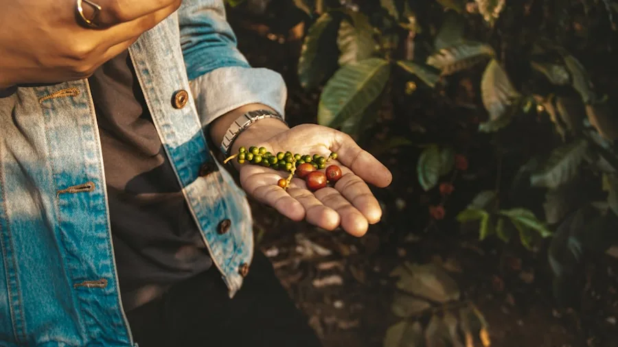Ecuador's Deforestation Free Coffee Movement Scales Up: What Shoppers Need to Know 2 farmer holding coffee beans harvest