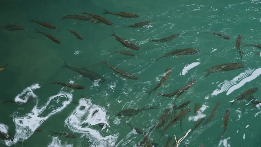 Fisherman casting line in diverse water settings representing versatile fishing across freshwater and coastal locations