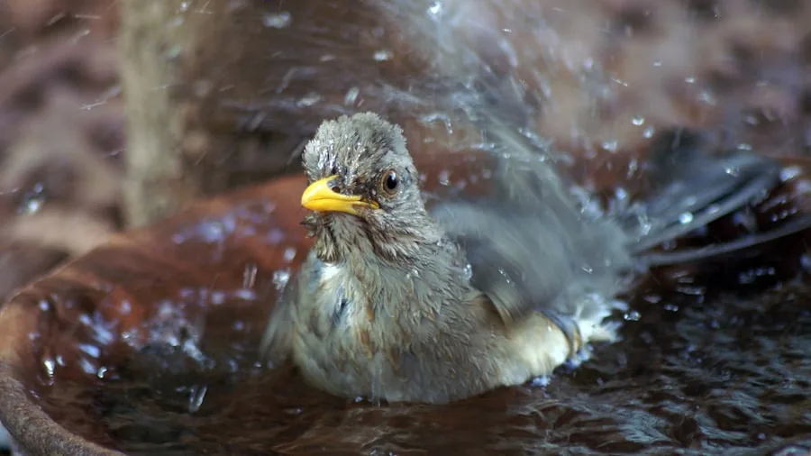 Bird Bath Waiting Branches: What Buyers Should Know 3 fledgling young birds bathing