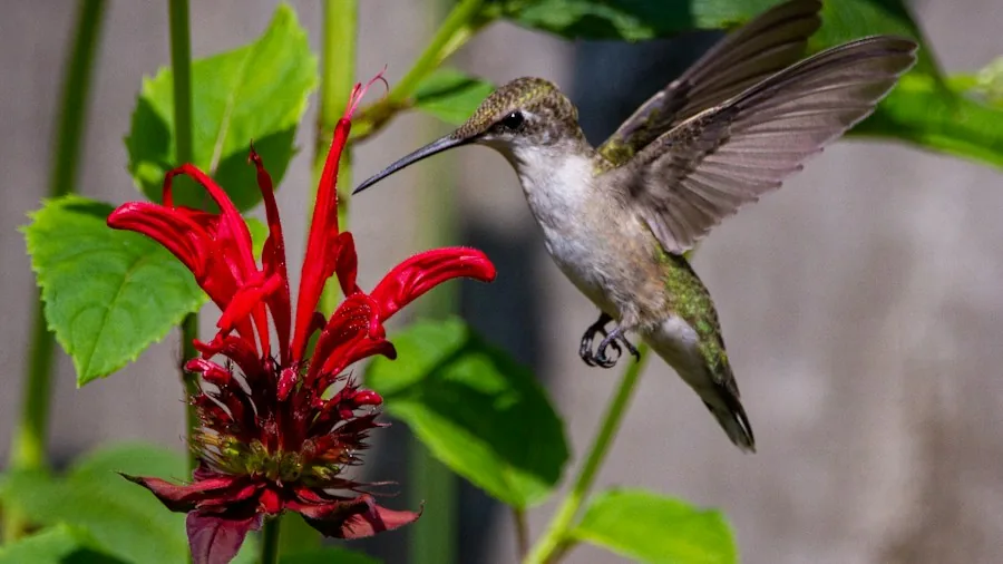 Hummingbird Migration Map Shows If Your Garden Is On The Route 3 flowering garden with hummingbird