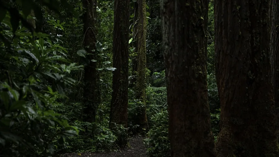 forest rainforest hiking trail