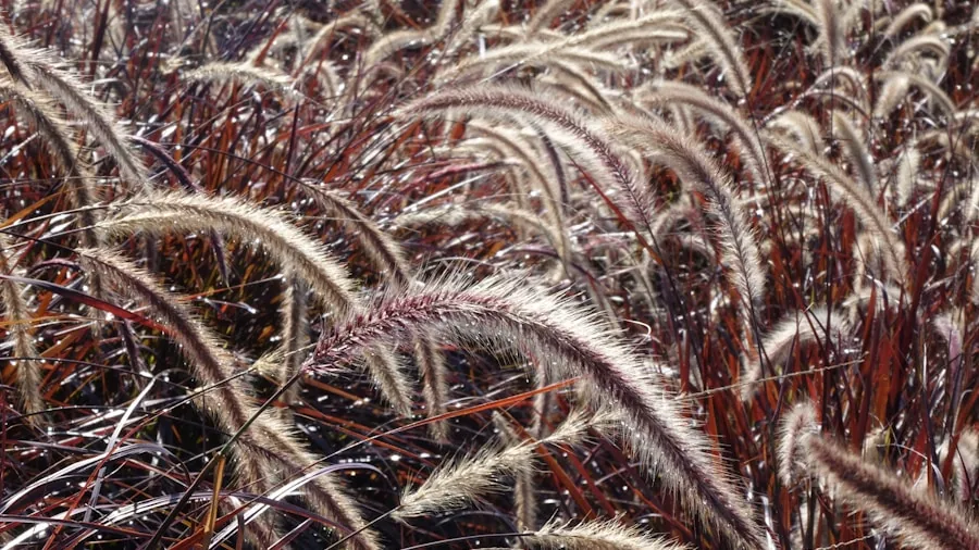 August Ornamental Grass Planting Tips for Shoppers and Gardeners 2 fountain grass burgundy mound