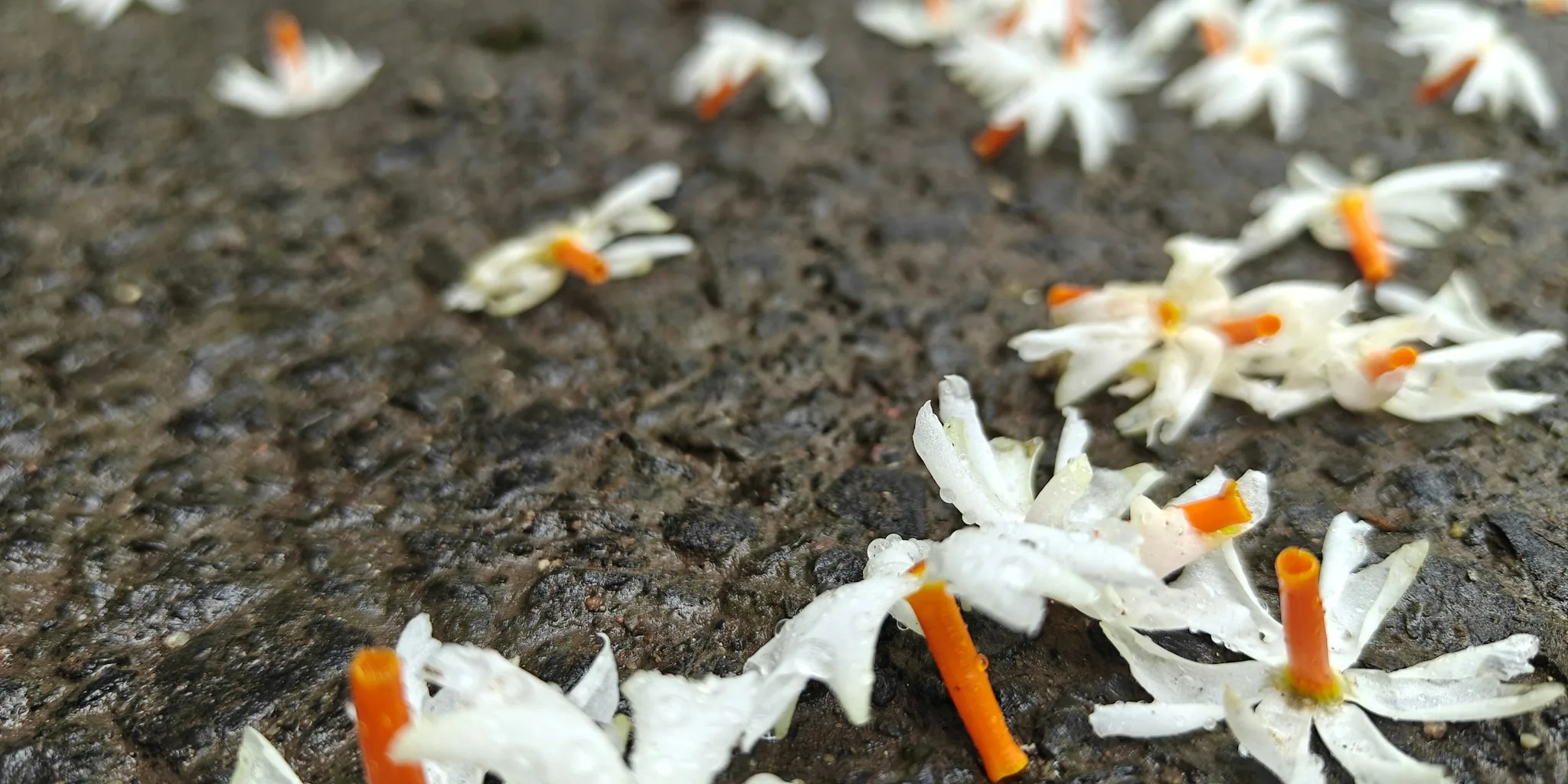 Night-Blooming Flowers for Evening Garden Fragrance