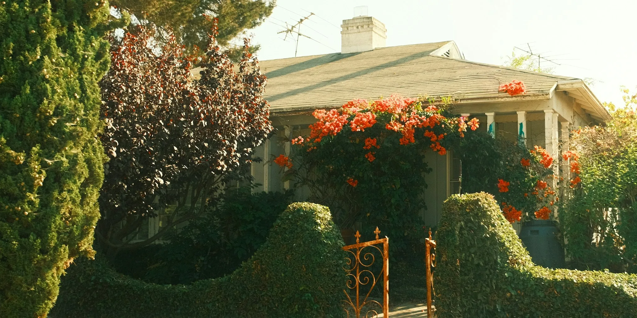 Five Fragrant Winter Shrubs to Enhance Your Entryway and Boost Curb Appeal