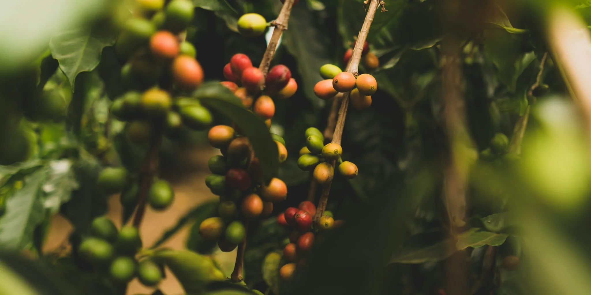 New Coffee Variety Study Shows Which Beans Deliver Better Yields and Disease Resistance