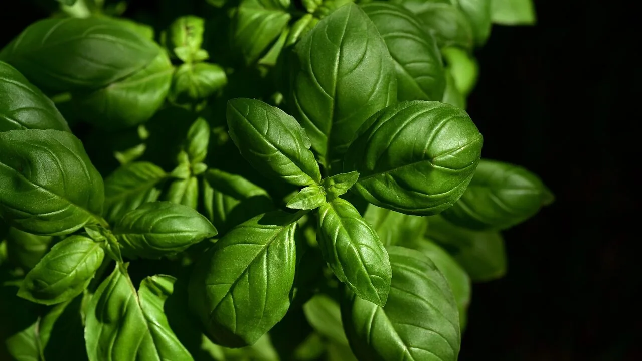6 Herbs to Plant in August for Fall Harvests