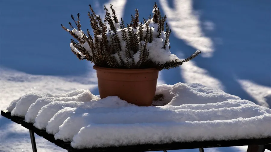 October Lemon Tree Care: What Growers and Shoppers Should Know 2 frost blanket protecting outdoor plant