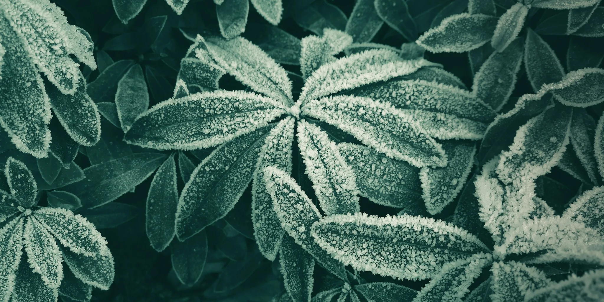 Frost Protection for Your Plant Garden: What Buyers Should Know This Fall