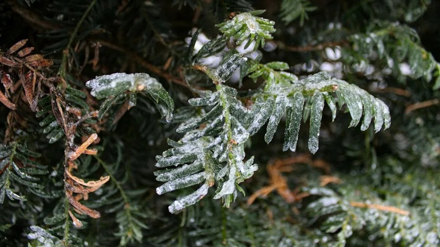 frost damage evergreen tree
