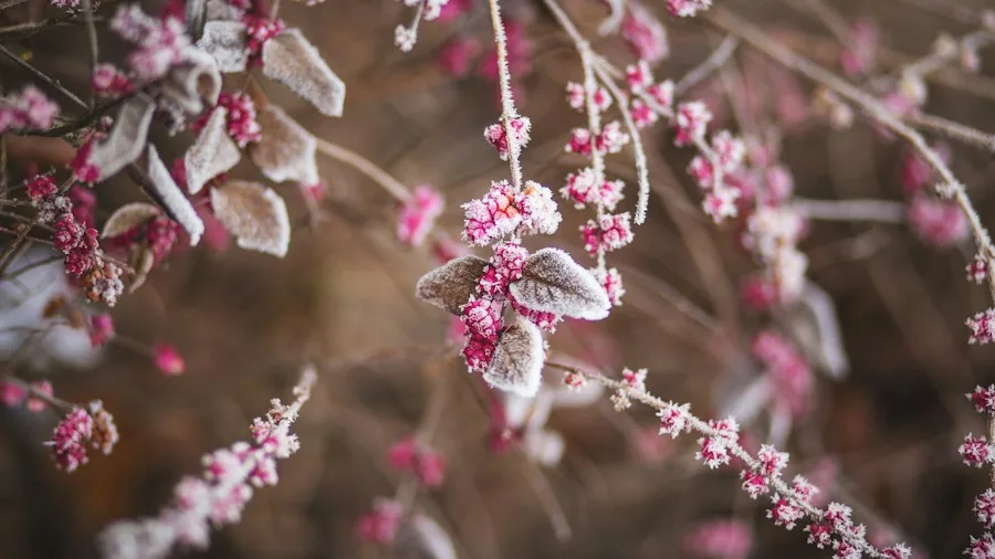7 Clever Garden Uses for Old Towels That Save Money and Reduce Waste 2 frost protection delicate plants