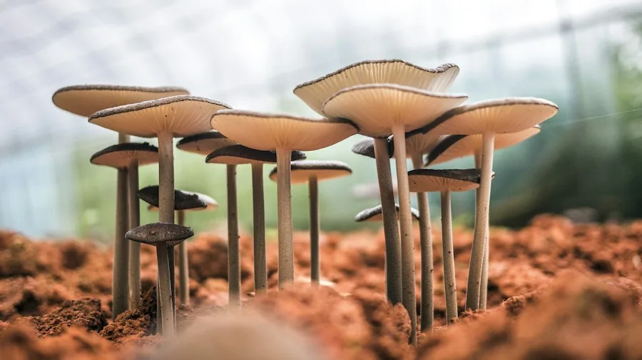 fungal spores soil temperature