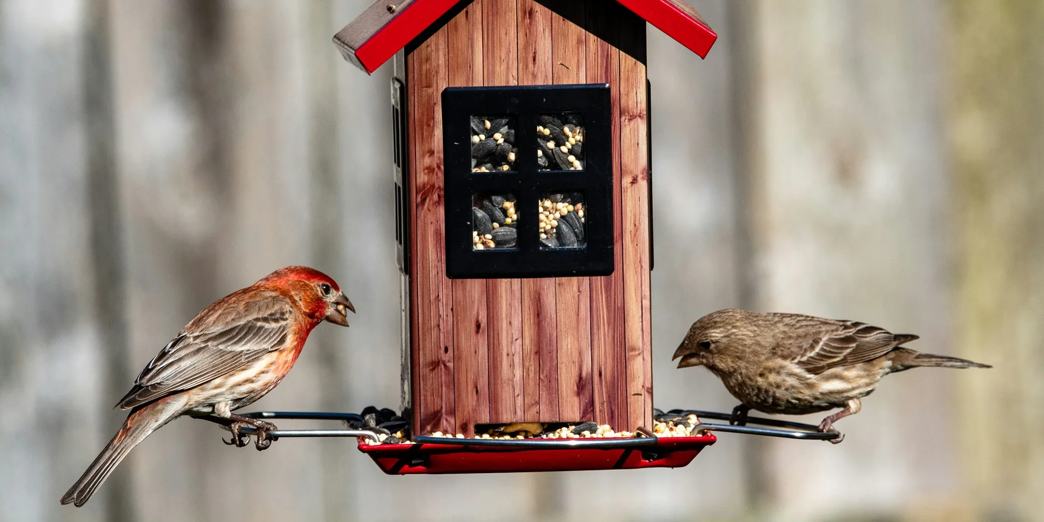7 Tips to Keep Aggressive Birds Away from Garden Feeders and Protect Songbirds