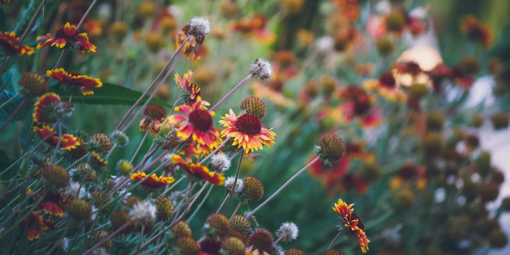 Two Fiery Perennials for Fall Color