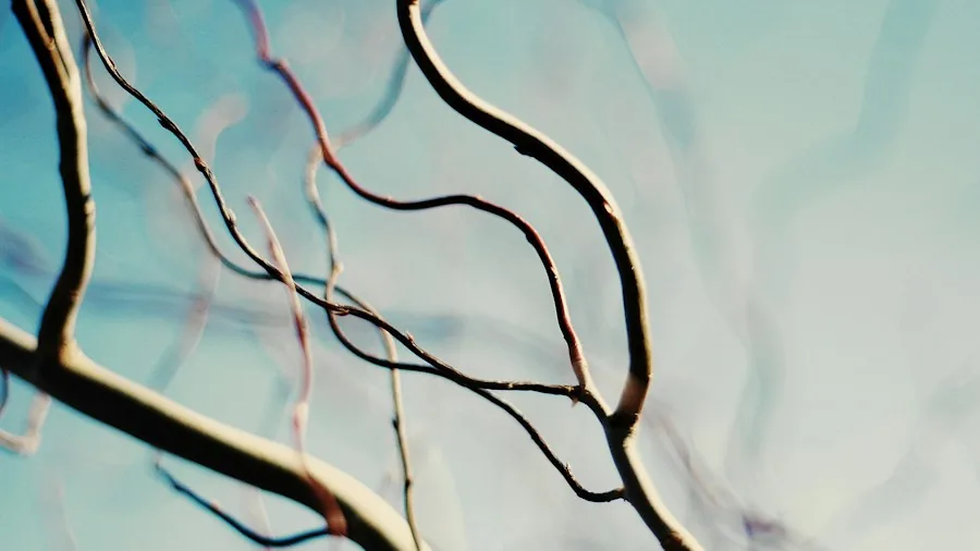 5 Tips to Create a DIY Illuminated Branch Garden Display 2 garden branches with interesting curves