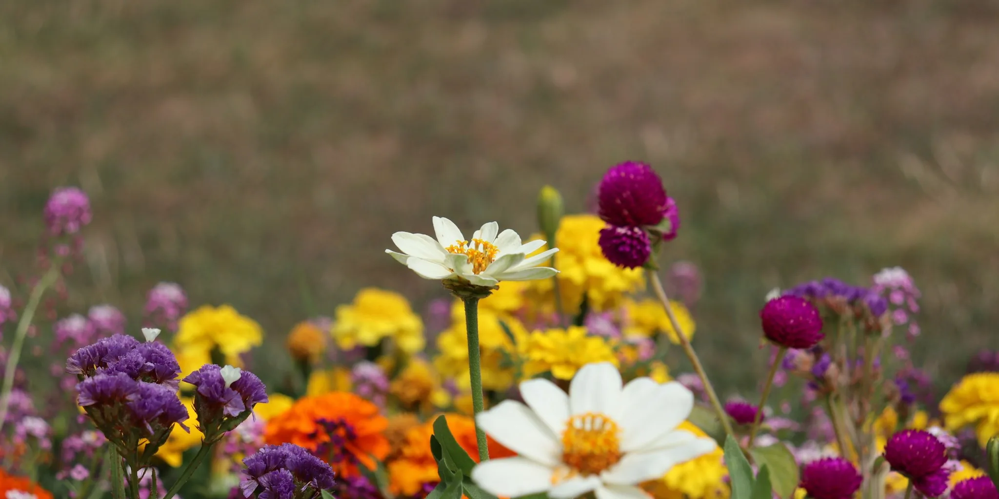Late Season Garden Bloomers That Thrive on Neglect