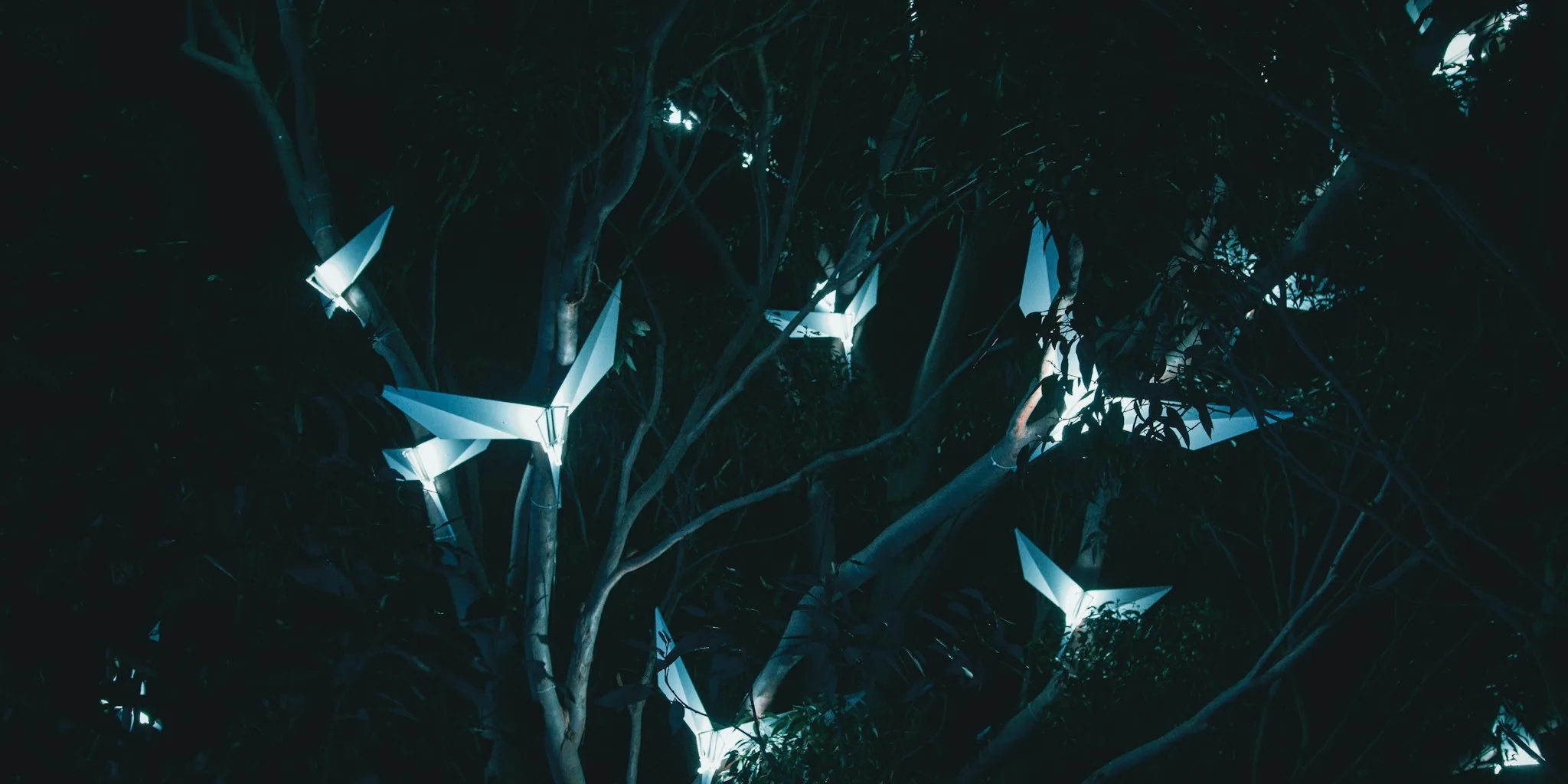 Eclipse Guide: Protect Your Garden Birds Tonight