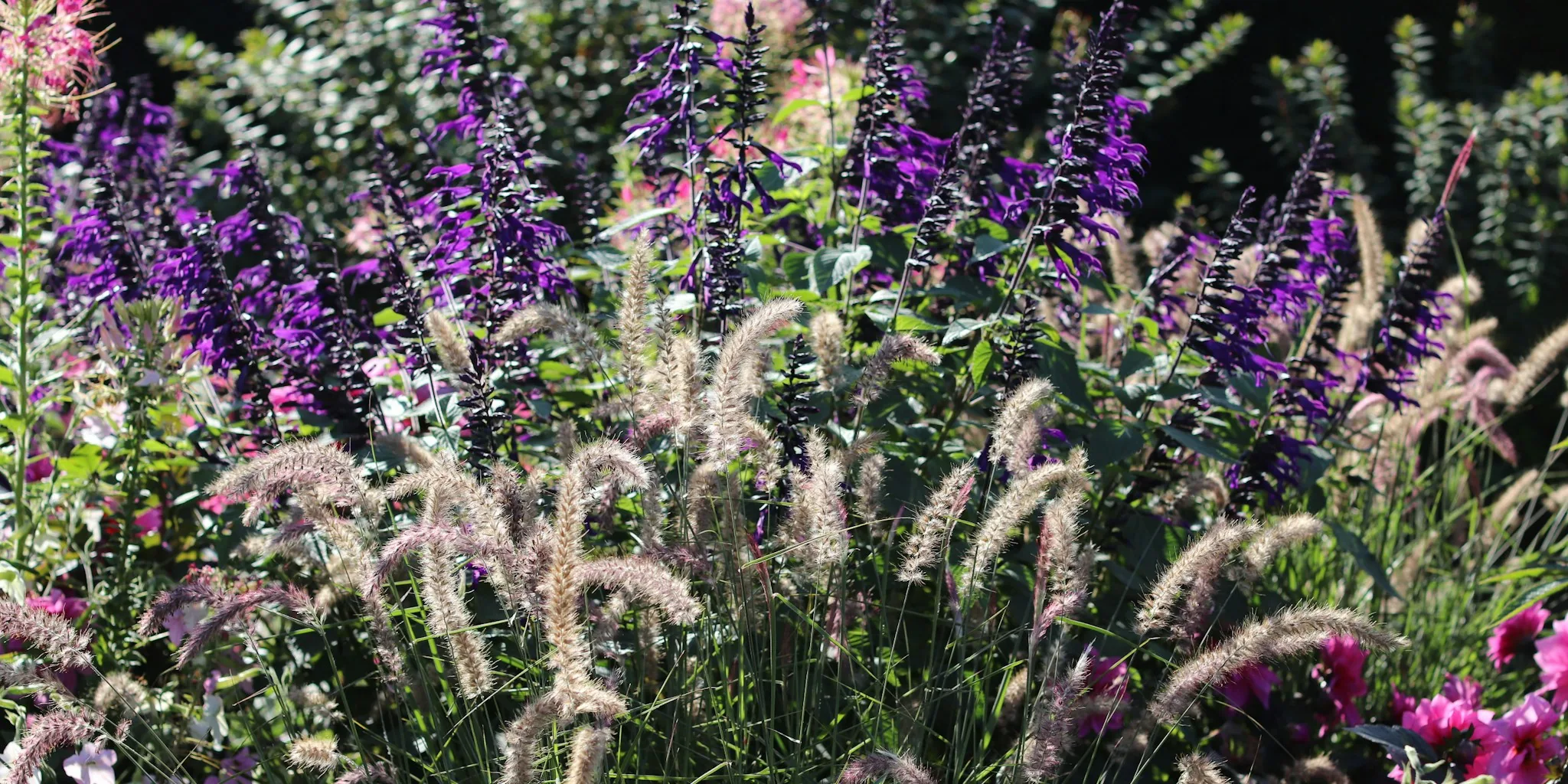 Skip Fall Pruning: Five Perennials That Bloom Twice