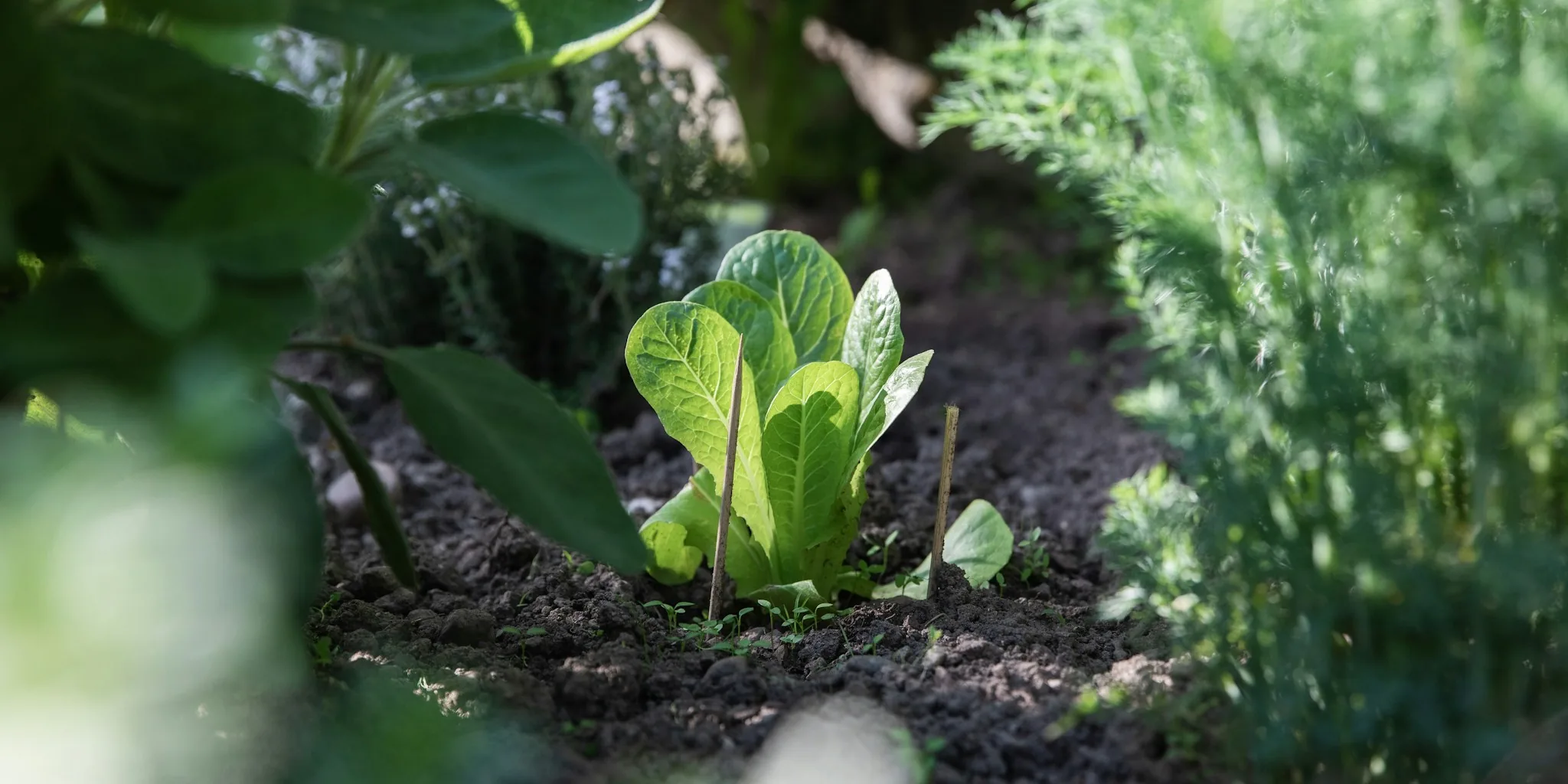 August Plant Fertilizing: 6 Plants You Should Skip Feeding Right Now