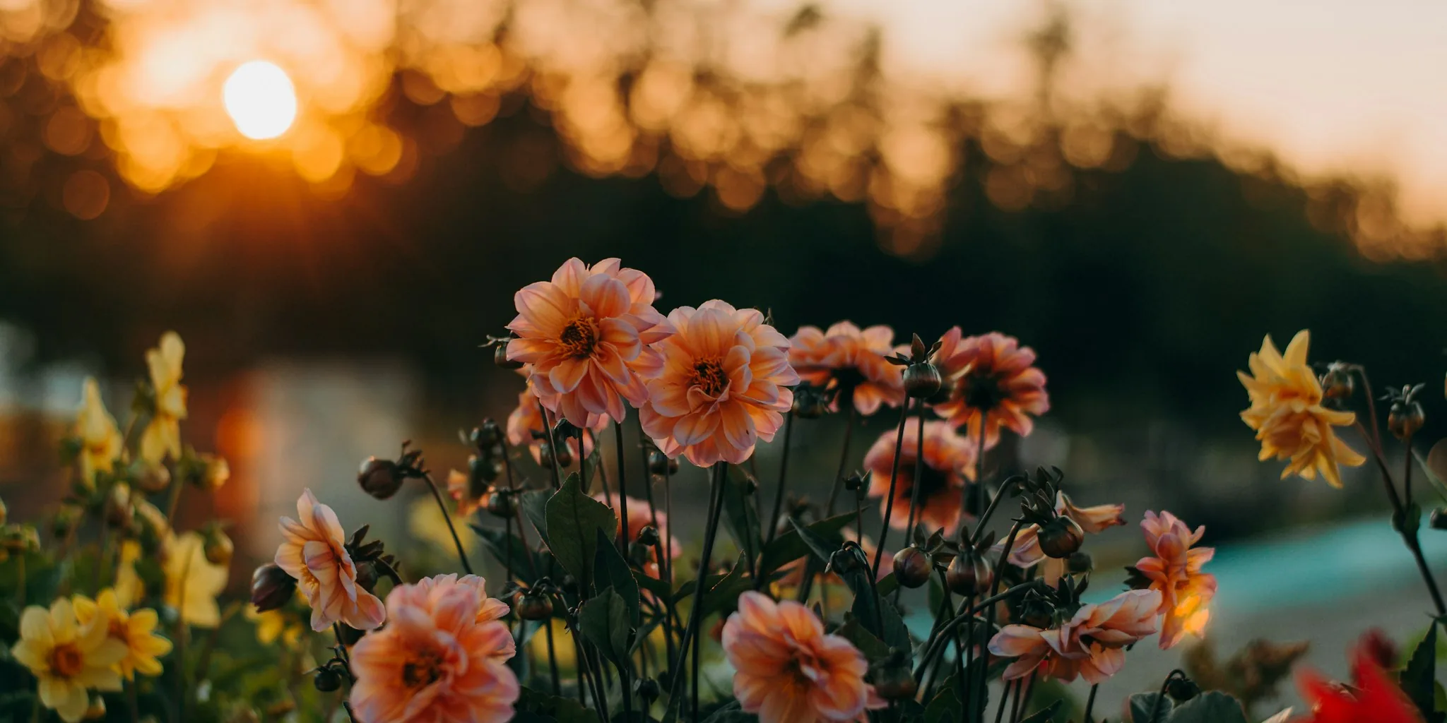 Heat Waves and Plants: Survivors vs. Plants Needing Help