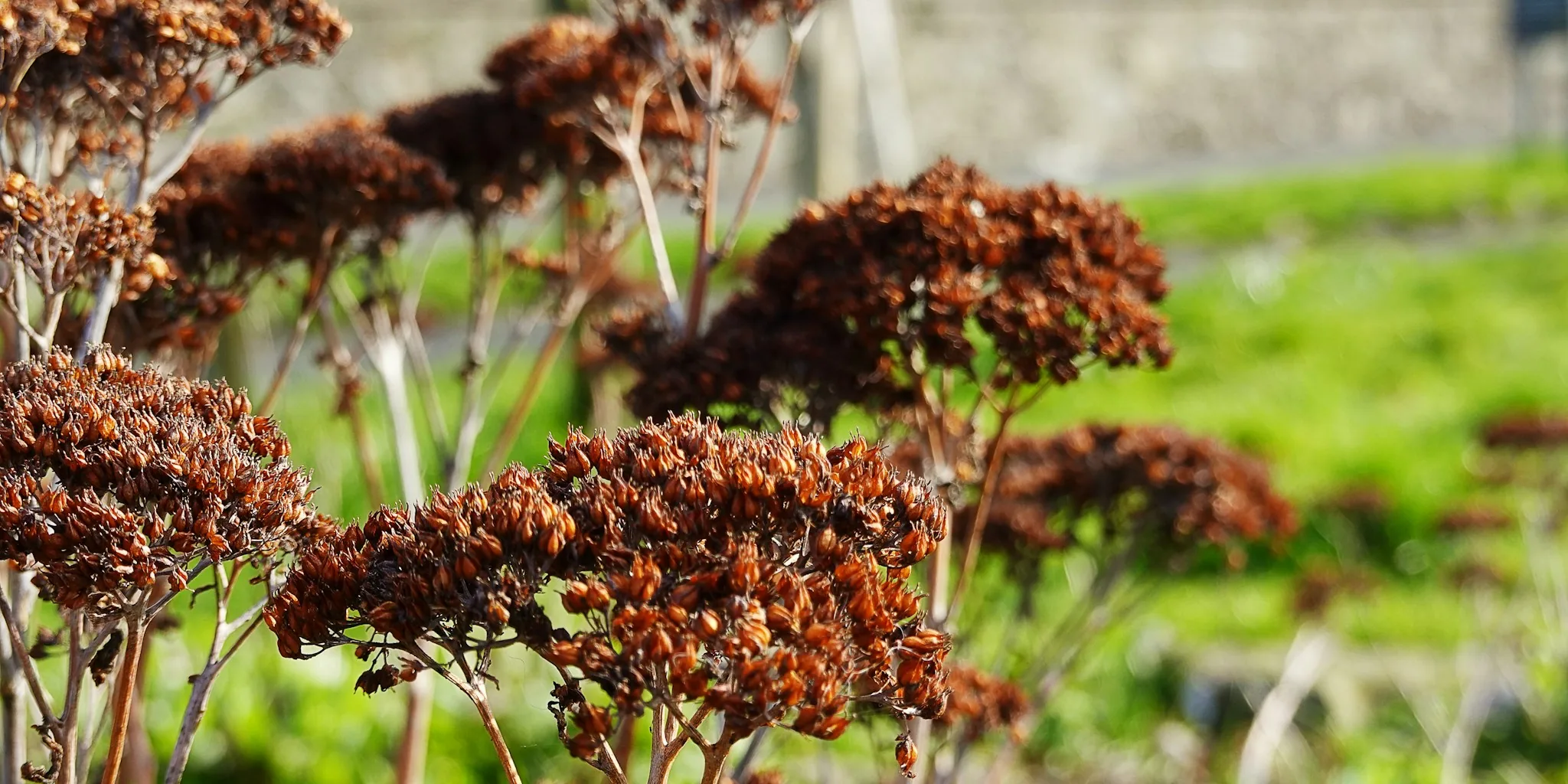 Plants That Bloom and Add Winter Structure