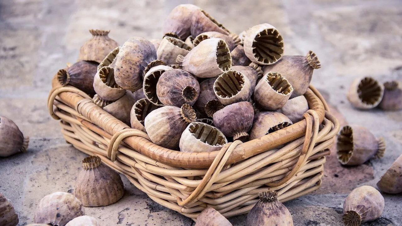 Fall Seed Saving: 3 Tools Under $50