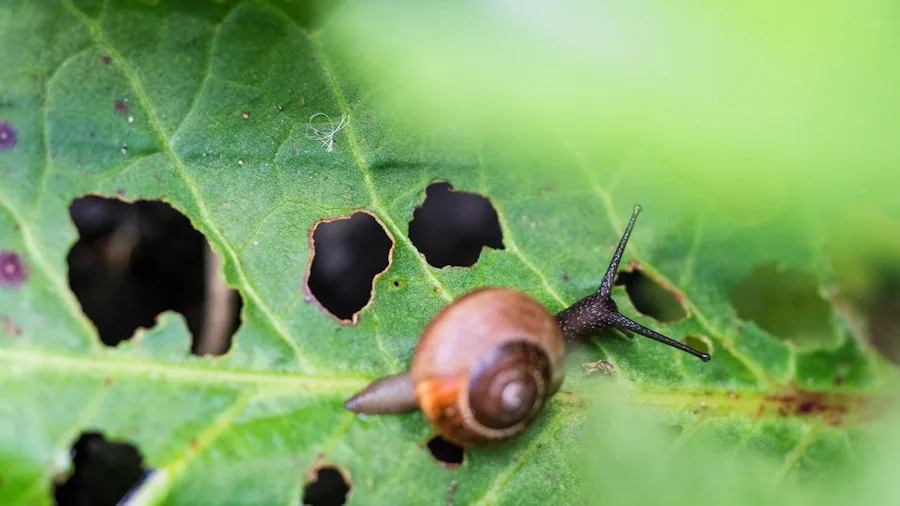 Free Fall Garden Treasure: Six Practical Uses for Acorns and Pinecones Shoppers Should Know 2 garden slugs snails damage
