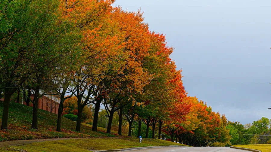 garden trees changing color fall