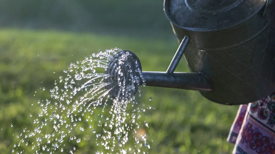 August Tomato Plant Care: 5 Essential Tasks for Maximum Flavor and Yield 3 garden watering consistent moisture