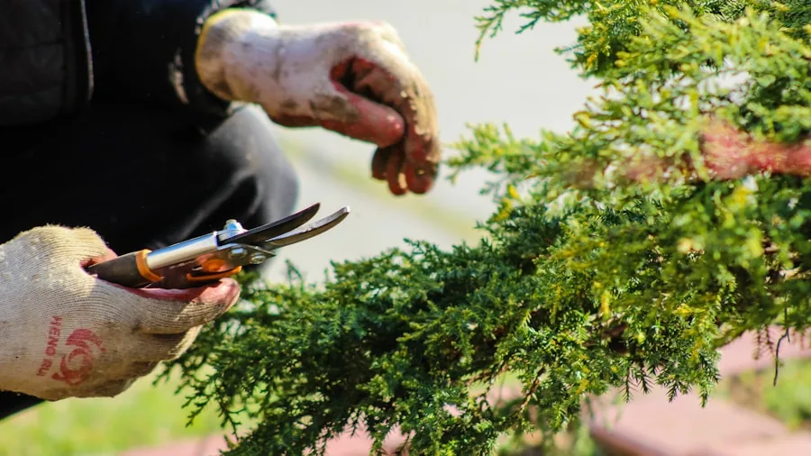 Gardener carefully pruning plant stems with precision in a lush garden setting