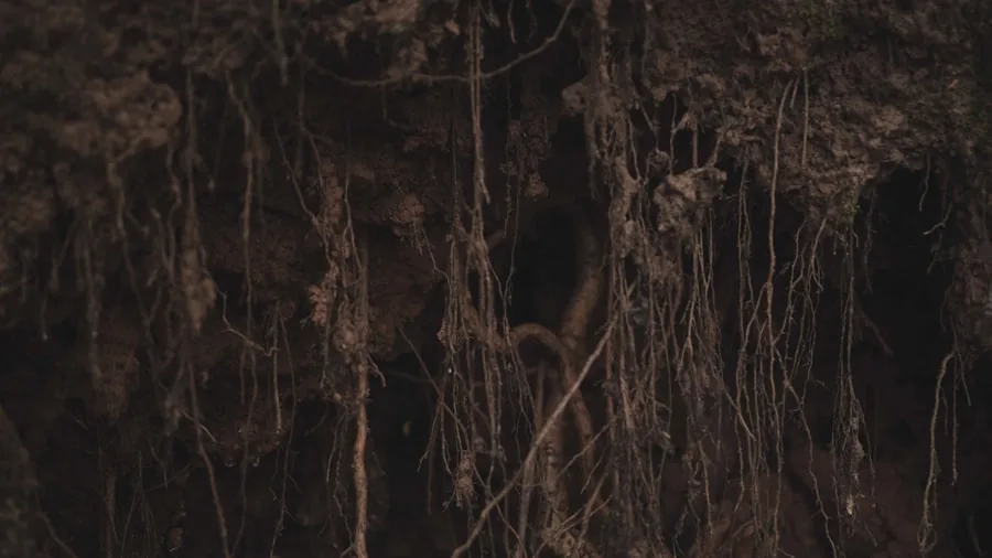 gardener checking plant roots soil