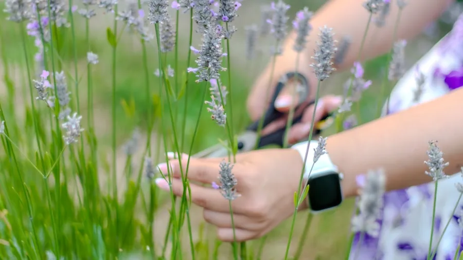 gardener deadheading purple flowers with shears