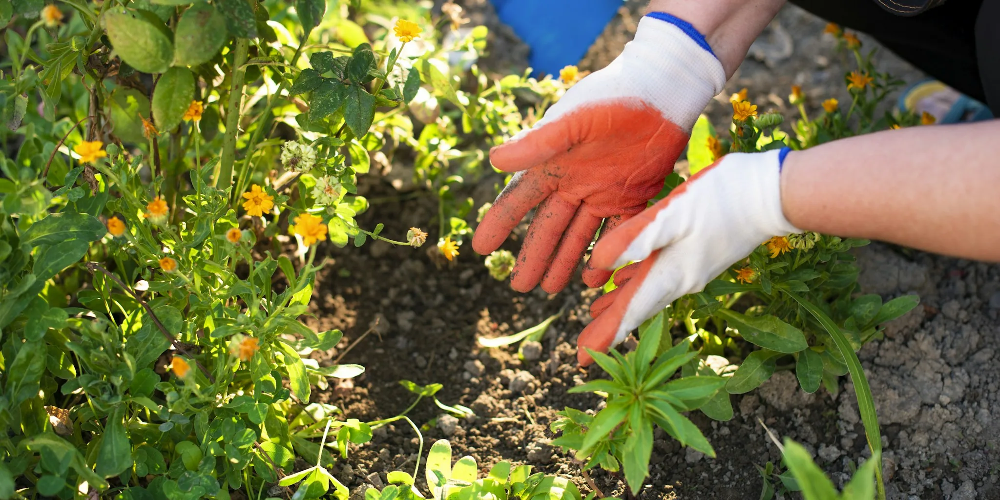 What to Fertilize in July and What to Skip