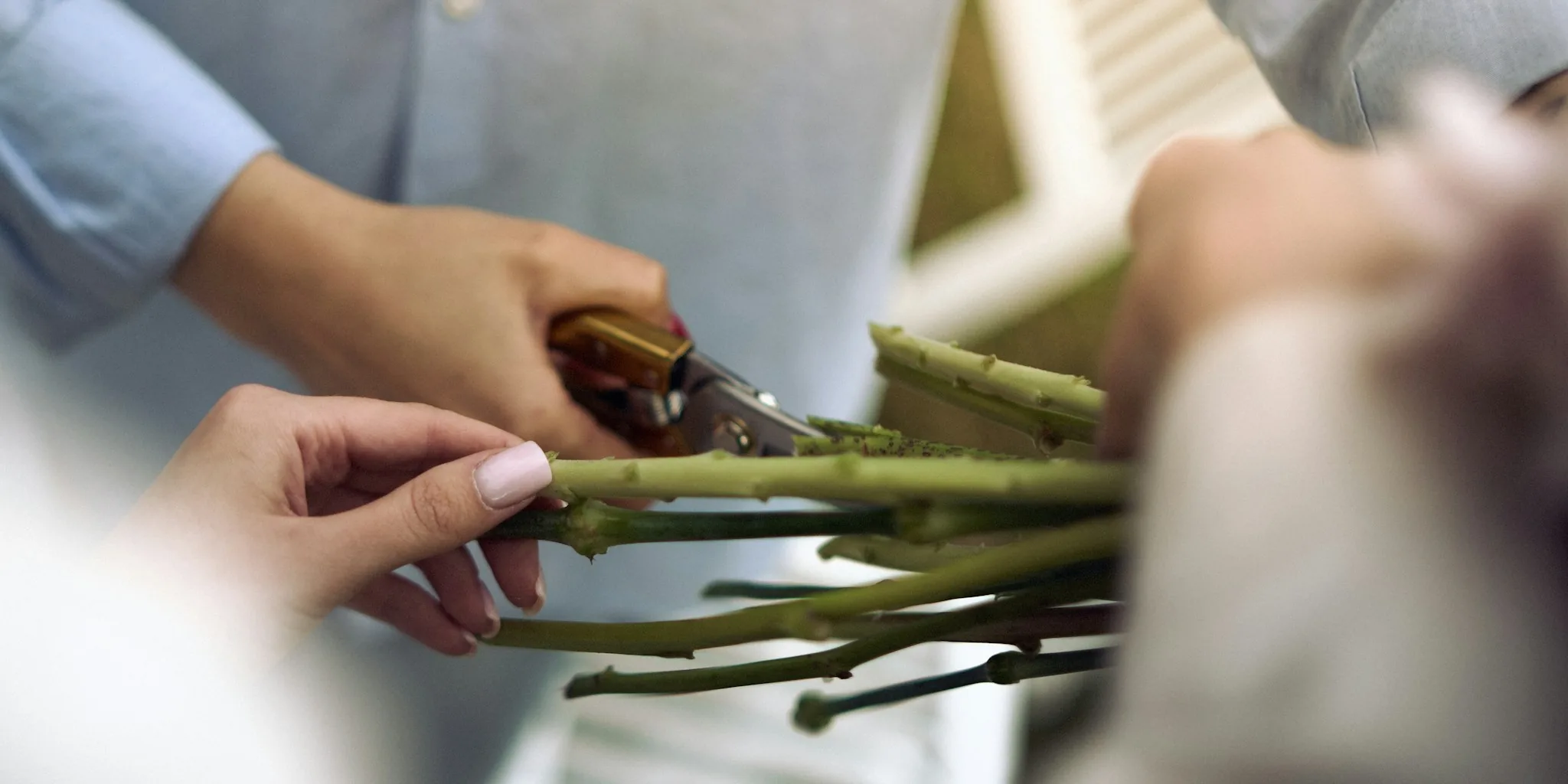 Remove Rose Suckers in August for Better Blooms