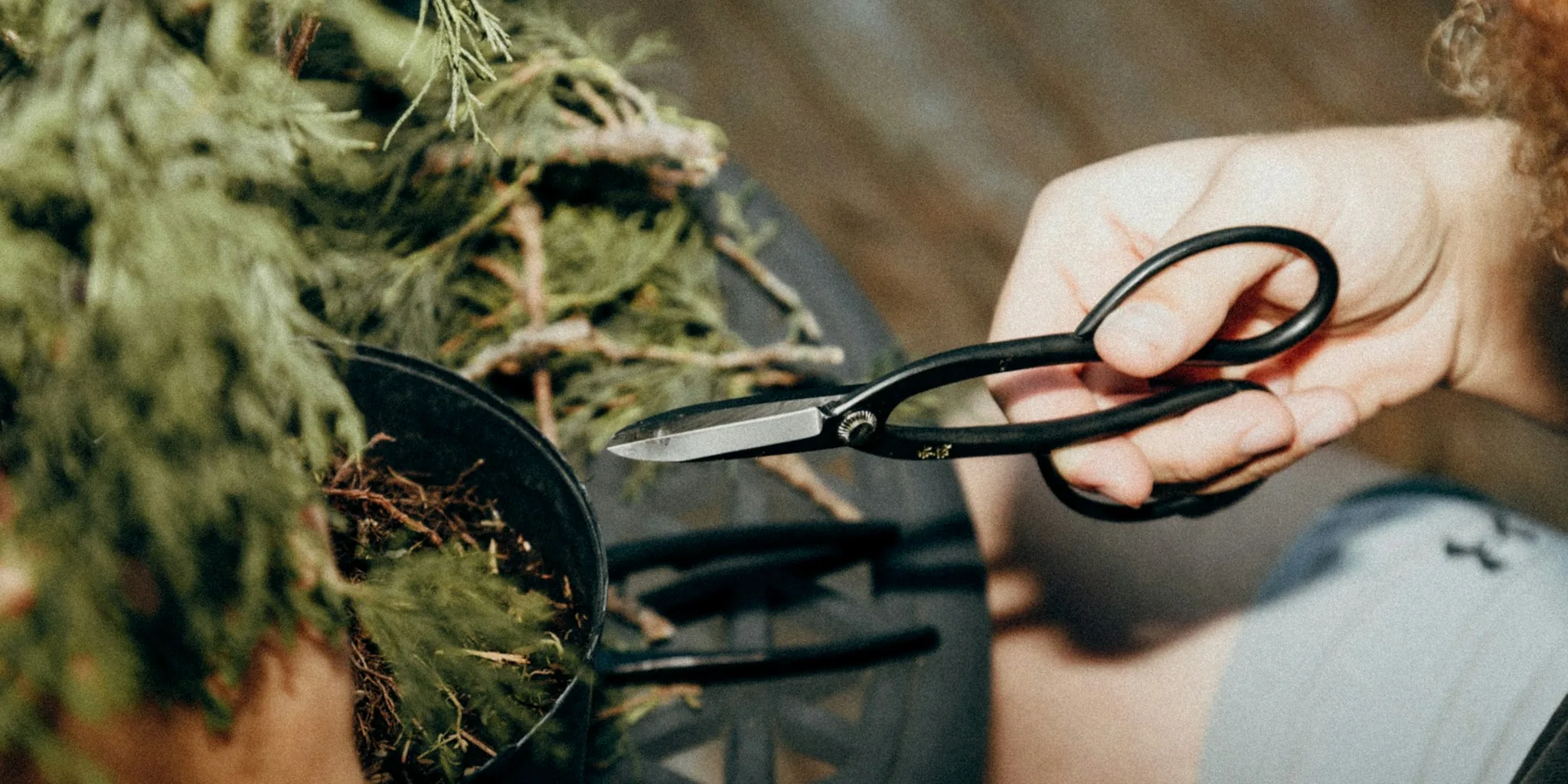Plant Propagation Legal Trouble What Buyers Should Know Before Taking Cuttings