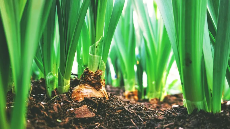 gardener planting bulbs fall soil preparation