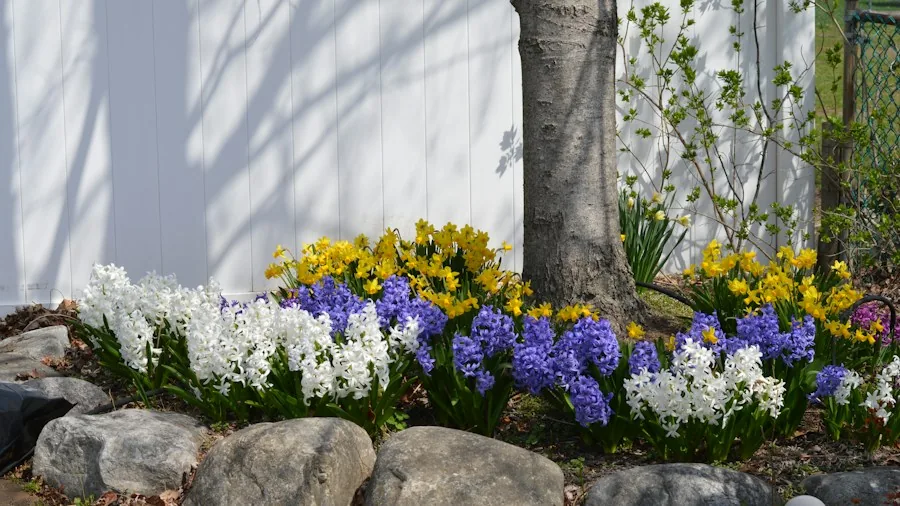 Garden Bulb Planting Myth Busted: What Shoppers Need to Know About Orientation 3 gardener planting bulbs garden bed