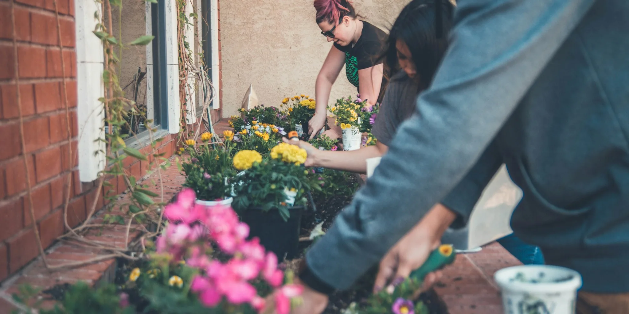 Fall Plant Sales: What Savvy Shoppers Should Know About End of Season Bargains
