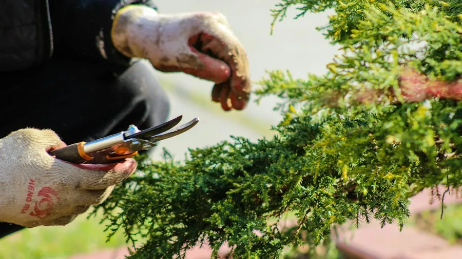 gardener pruning infected plant leaves