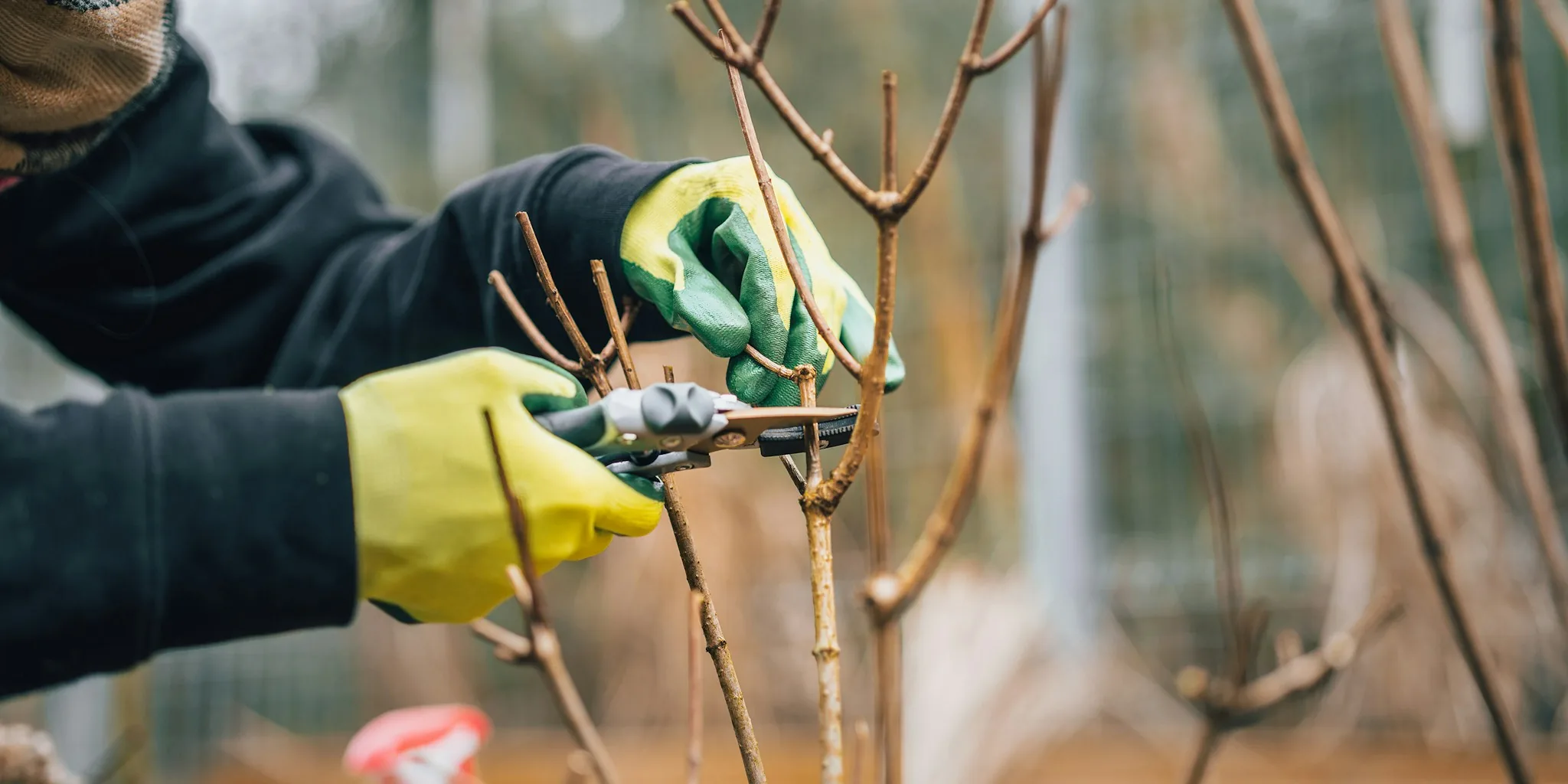 September Garden Pruning Guide: Which Plants to Trim Now and Why It Matters