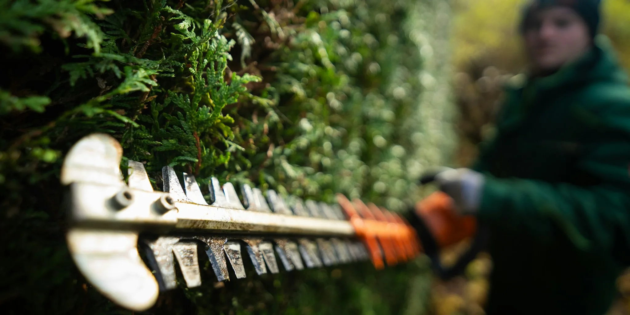 October Plant Pruning: What to Cut and What to Keep