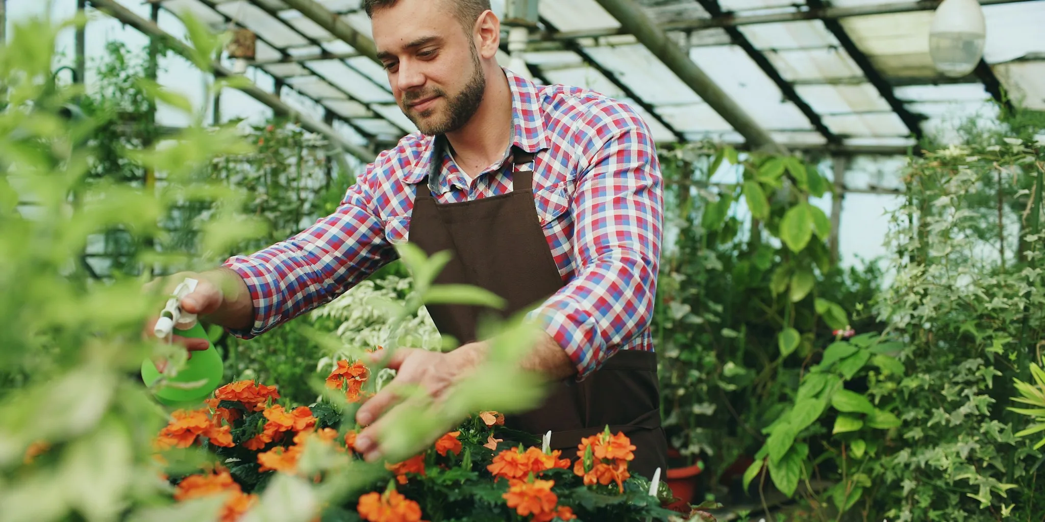 Affordable Greenhouses to Build Before Frost