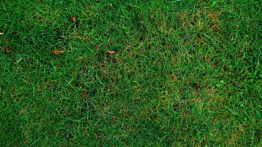 The %product_count% Best Lawn Edgers 3 Gardener using a lawn edger along property pavement edge during yard maintenance