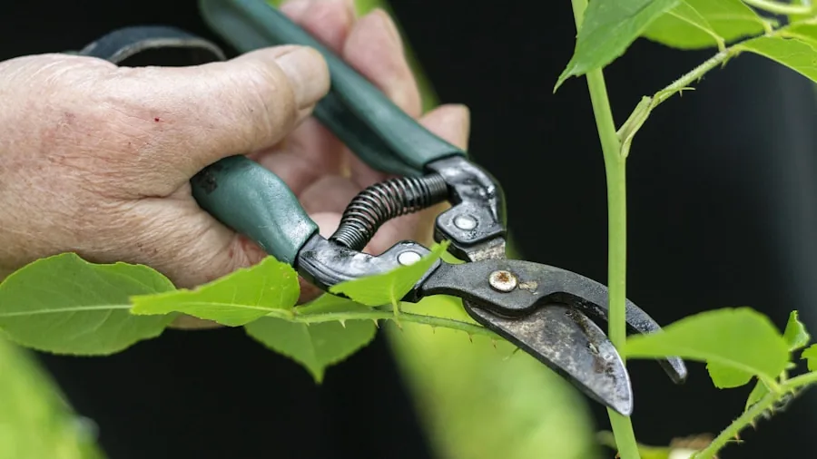 Gardener using bypass pruners to cut fresh green plant stems in a home garden setting