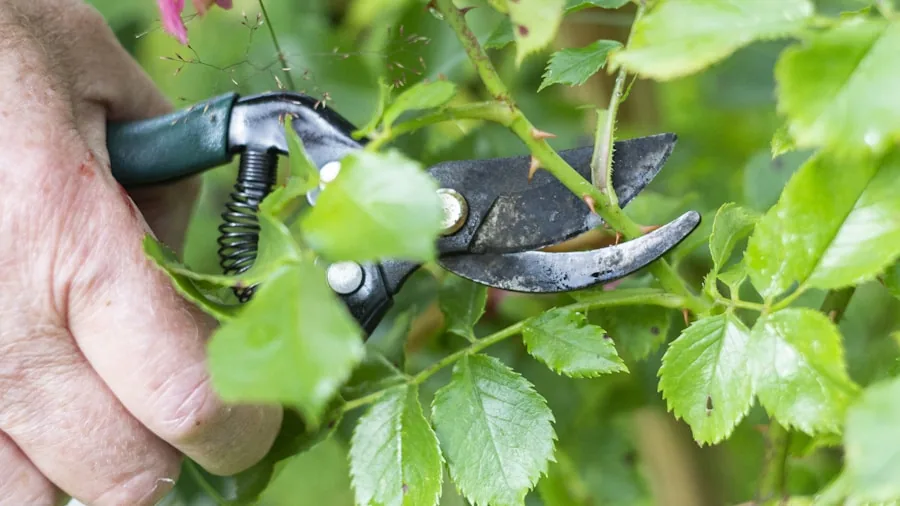 Gardener using hand pruners to trim tree branches in a home garden setting