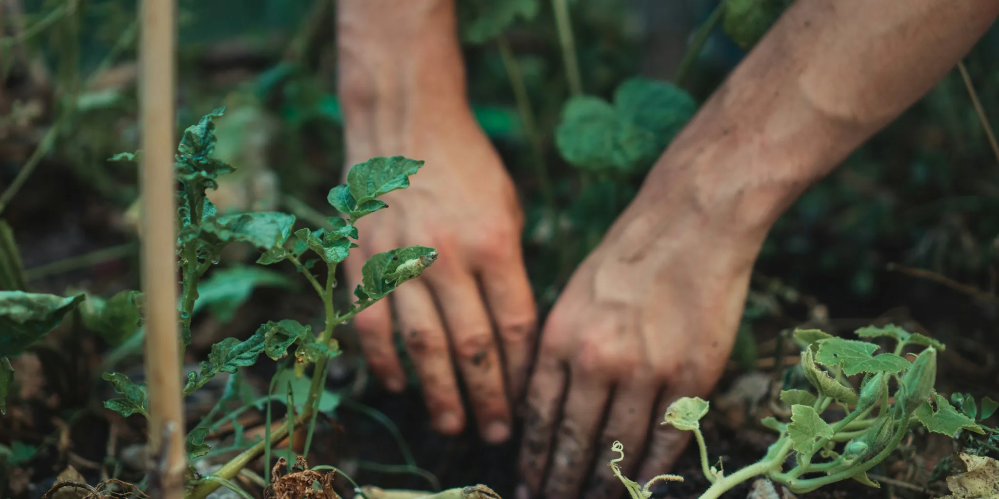 The 12 Best Gardening Gloves