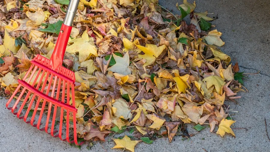 7 Tips for Using Pine Needles in Your Garden Without Worrying About Soil pH 2 gardening rake gathering leaves