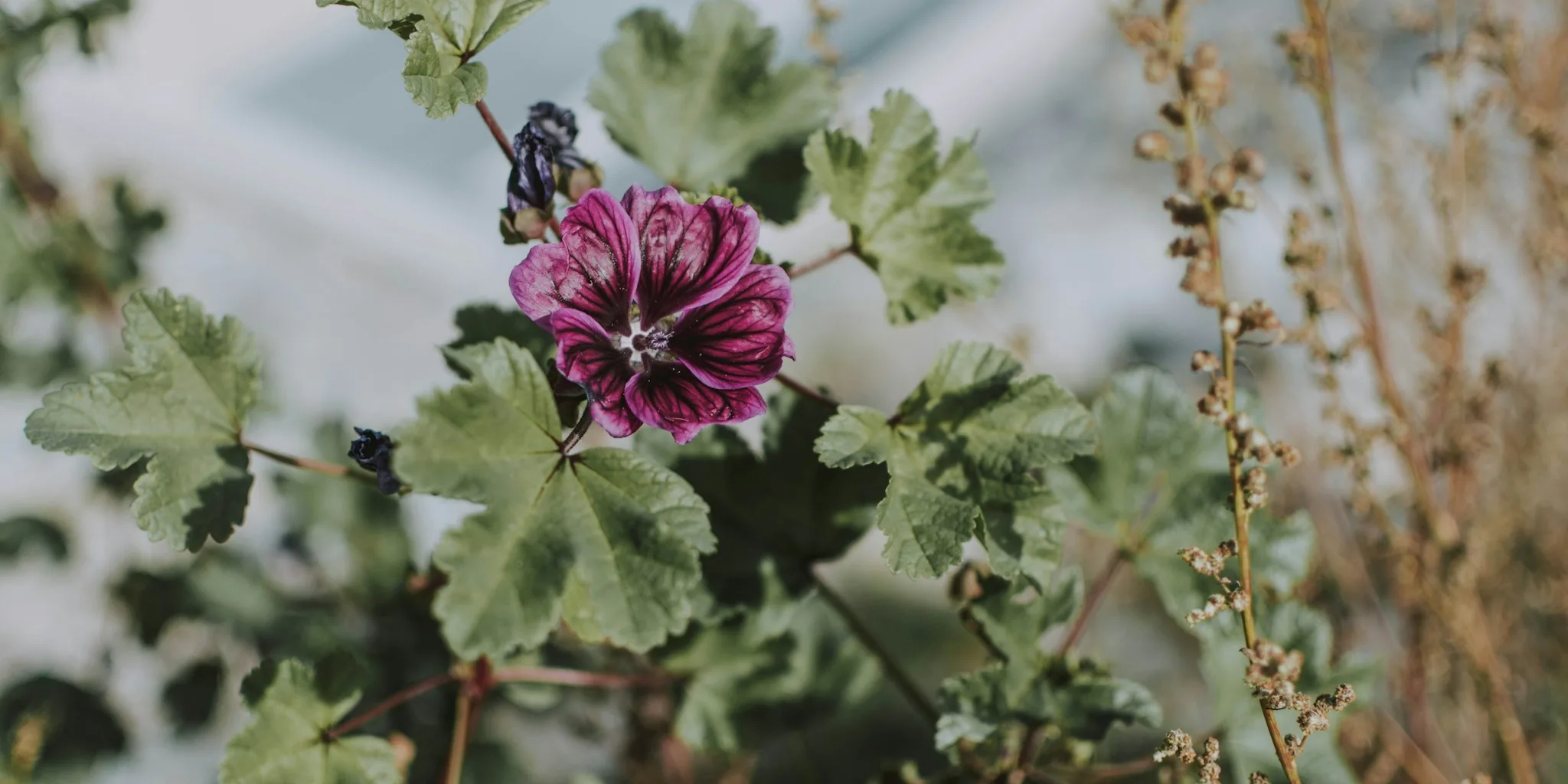 Fall Geranium Care: How to Save Your Plant for Next Year